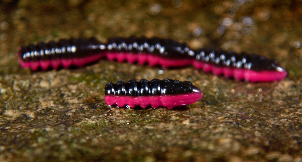 Larva REDBASS Trout Grub L 3x25mm Black/Signal Pink UV