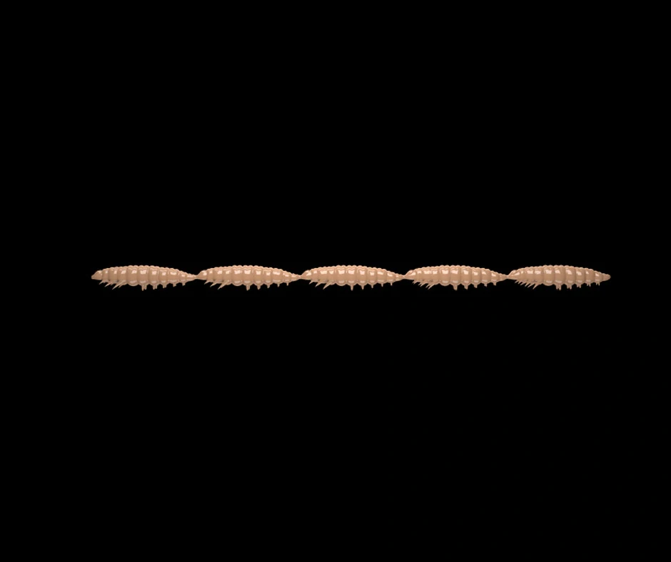 LIBRA LURES Larva Multi 5x25mm Pellet Cheese 5x5ks