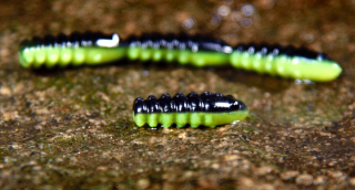 Larva REDBASS Trout Grub L 3x25mm Black/Signal Yellow UV