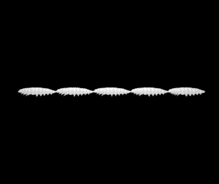 LIBRA LURES Larva Multi 5x25mm White Krill 5x5ks