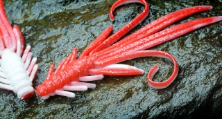 Nymfa REDBASS XX 155mm Red/White